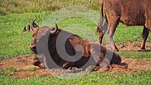 Wild European bison or Wisent Bison bonasus in National Park Belovezhskaya Pushcha