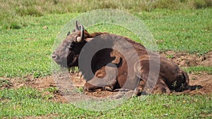 Wild European bison or Wisent Bison bonasus in National Park Belovezhskaya Pushcha