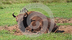 Wild European bison or Wisent Bison bonasus in National Park Belovezhskaya Pushcha