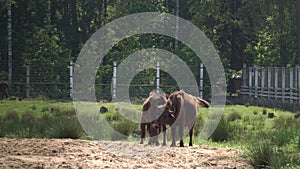 Wild European bison or Wisent Bison bonasus in National Park Belovezhskaya Pushcha