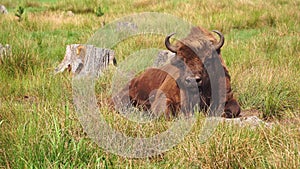 Wild European bison or Wisent Bison bonasus in National Park Belovezhskaya Pushcha