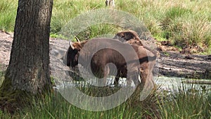 Wild European bison or Wisent Bison bonasus in National Park Belovezhskaya Pushcha