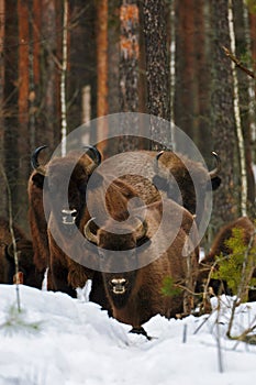 Wild European Bisons family in Winter Forest. European bison - Bison bonasus, artiodactyl mammals of the genus bison