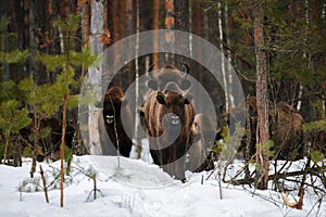 Wild European Bisons family in Winter Forest. European bison - Bison bonasus, artiodactyl mammals of the genus bison
