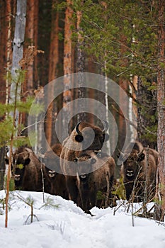 Wild European Bisons family in Winter Forest. European bison - Bison bonasus, artiodactyl mammals of the genus bison