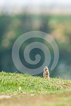 Wild european ground squirrel Spermophilus citellus on alert