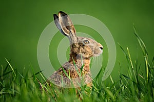 Wild European Hare Close-Up. Hare, Covered With Drops Of Dew, Sitting On The Green Grass Under The Sun. Single Wild Brown Hare