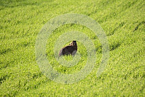 Wild European Hare It`s The Same Lepus Europaeus ,Sitting On The Spring Green Grass Background Under The Sun. European Brown Ha