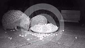 Wild european hedgehog feeding cat dry food in night. infrared film
