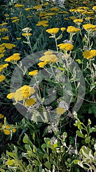 Wild European Helichrysum flowers