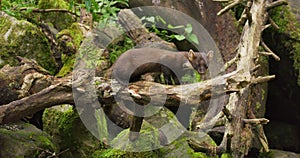 Wild european pine marten eating in primeval forest