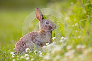 Wild European rabbit