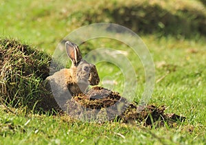 Wild European Rabbit (Oryctolagus cuniculus) photo