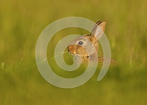 Wild European Rabbit (Oryctolagus cuniculus)