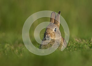 Wild European Rabbit Oryctolagus cuniculus, juveni