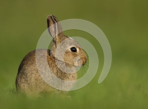 Wild European Rabbit Oryctolagus cuniculus, juveni photo