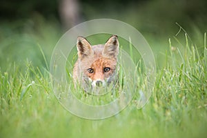 Wild European Red Fox Vulpes vulpes amongst the tall grass.