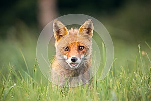 Wild European Red Fox Vulpes vulpes amongst the tall grass.