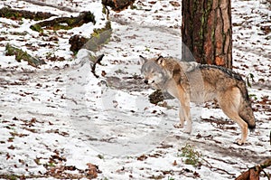 Wild European wolf