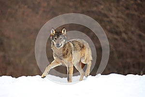 The wild european wolf Canis lupus lupus in the snow blizzard