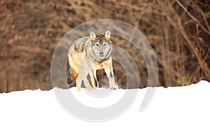 The wild european wolf Canis lupus lupus in the snow blizzard