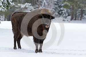 Wild European Wood Bison,Bull Male. Motherly Bison Close Up. Adult Wild European Brown Bison Bison Bonasus In Winter Time. A