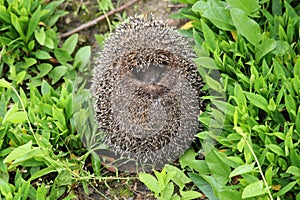 Wild Eurpean Hedgehog, Erinaceus europaeus, curled up in green grass