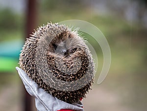 Wild Eurpean Hedgehog, Erinaceus europaeus, curled up in a hand with gloves on