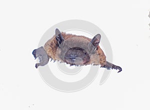 Wild evening bat - Nycticeius humeralis - sleeping are a species of bat in the vesper family that is native to North America front photo