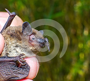 Wild evening bat - Nycticeius humeralis - is a species of bat in the vesper bat family that is native to North America side head photo