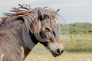 Wild Exmoor British Exmoor Pony