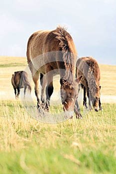 Wild Exmoor ponies