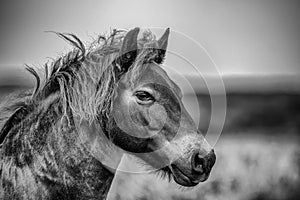 Wild Exmoor Pony