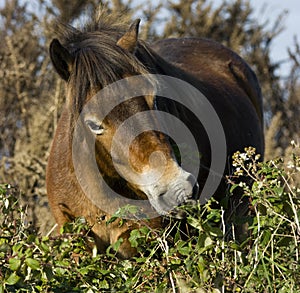 Wild Exmoor pony grazing