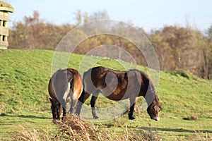 Wild Exmoor pony in the Netherlands