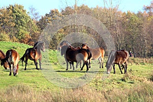 Wild Exmoor pony in the Netherlands