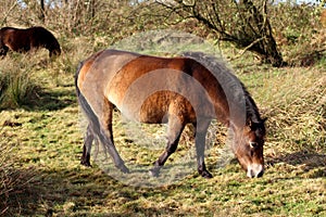 Wild Exmoor pony in the Netherlands