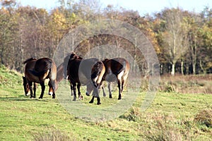 Wild Exmoor pony in the Netherlands photo