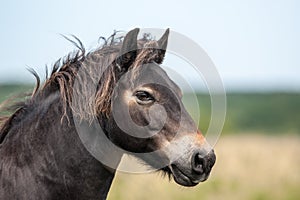 Wild Exmoor Pony