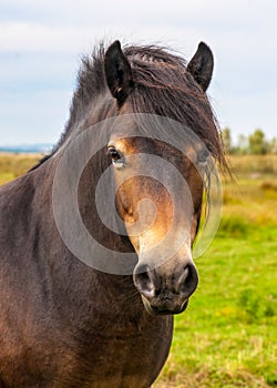 Wild Exmoor Pony