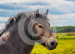 Wild Exmoor Pony