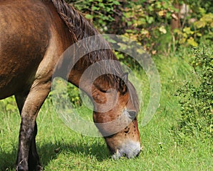 Wild exmoor pony
