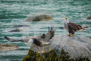 Wild experience of bald eagles in Chilkat bald egle reserve, Alaska photo