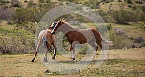 Wild eyed wild horse stallions kicking and biting while fighting in the Salt River Canyon area near Scottsdale Arizona USA