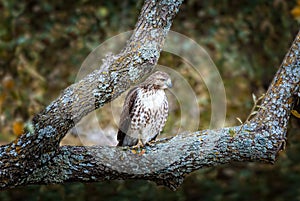 Wild falcon on the pirch sitting on a branch