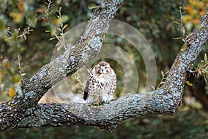 Wild falcon on the pirch sitting on a branch