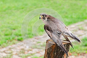 Wild falcon predator hawk fastest raptor bird of prey