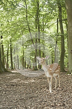 Wild fallow deer in Black Forest, Germany