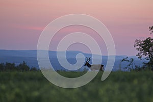 Wild fallow deer (cervus elaphus) during rut in wild autumn nature