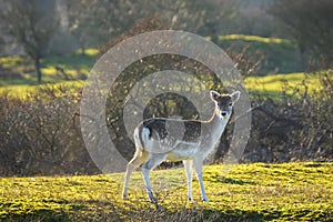 Wild fallow deer fawn Dama Dama